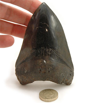 SOLD Charchorocles Megalodon Shark Fossil Tooth. Sth Carolina, USA. Stunning Display Specimen. Genuine Fossil  