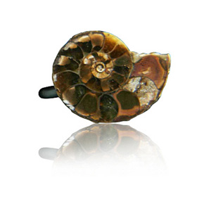 Brooch. Fossil Half Slice Ammonite with Silver Plated Pin.  Boxed. Comes with Certificate of Authenticity.