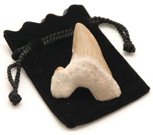 Fossil Shark Tooth. (Size: Average 4 to 5 cm) Genuine Fossil