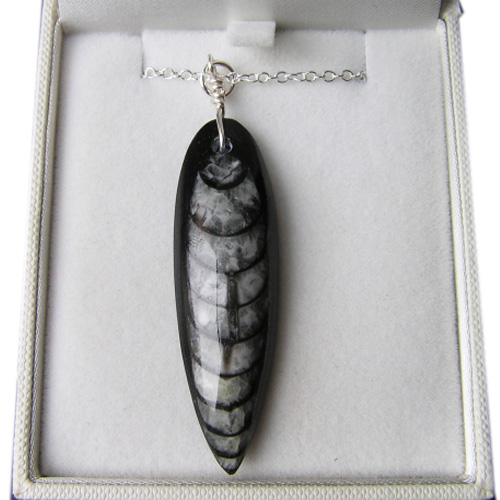 Orthoceras Fossil Pendant, 18 Inch Fine Sterling Silver Chain. Boxed