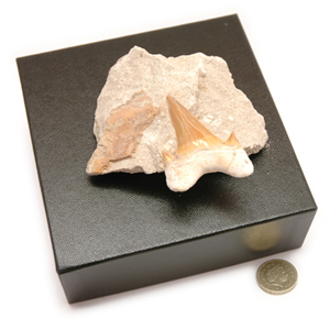 Shark Tooth Fossil In Matrix, Presented in Black Gift Box.