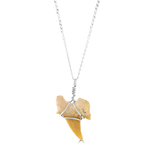 Fossil Otodus Shark Tooth Necklace on 18inch Silver Chain, Boxed.