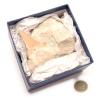 Shark Tooth Fossil In Matrix, Presented in Gift Box. - view 2