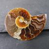Ammonite Brooch showing Crystalline Patterning