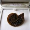 Ammonite Brooch on Silver Plated Pin. Boxed.