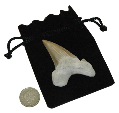 Fossil Shark Tooth. (Size: Average 4 to 5 cm) Genuine Fossil