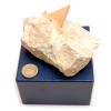 Shark Tooth Fossil In Matrix, Presented in Gift Box. - view 1
