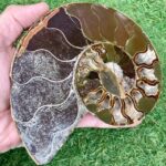 Ammonite Sliced In Half