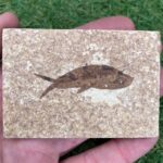 Fossil-Fish_