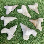 Extinct Tooth Fossils - Single