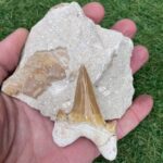 Fossilised Shark Tooth